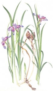 Iris Graminea